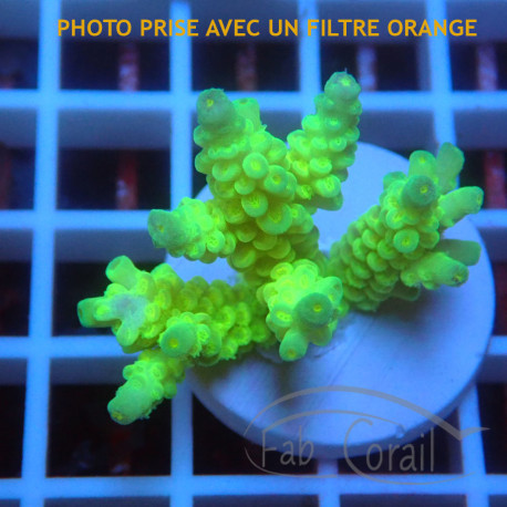 Acropora tenuis Indonésie acro8112