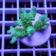 Acropora tenuis Indonésie acro8112