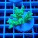 Acropora tenuis Indonésie acro8112