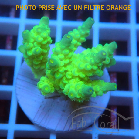 Acropora tenuis Indonésie acro8113