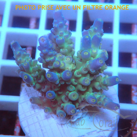 Acropora tenuis Indonésie acro8114