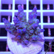 Acropora tenuis Indonésie acro8114