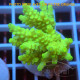 Acropora tenuis Indonésie acro8115