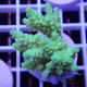 Acropora tenuis Indonésie acro8115