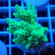 Acropora tenuis Indonésie acro8115