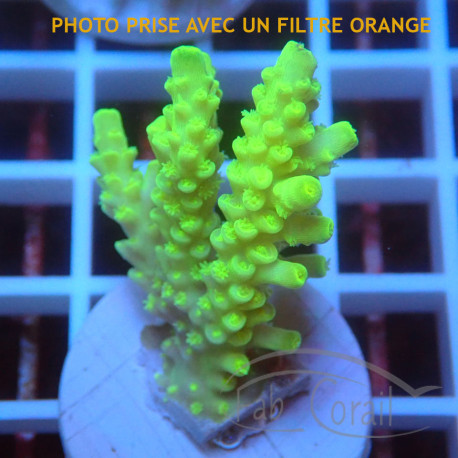 Acropora tenuis Indonésie acro8116