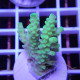 Acropora tenuis Indonésie acro8116