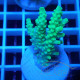 Acropora tenuis Indonésie acro8116