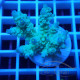 Acropora tenuis Indonésie acro8117