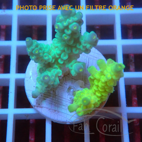 Acropora tenuis Indonésie acro8122