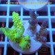 Acropora tenuis duo Indonésie acro8125