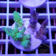 Acropora tenuis duo Indonésie acro8125