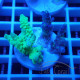 Acropora tenuis duo Indonésie acro8125