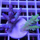 Acropora tenuis duo Indonésie acro8126