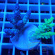 Acropora tenuis duo Indonésie acro8126