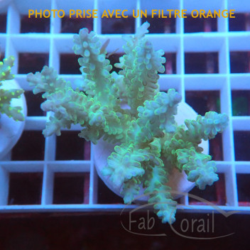 Acropora sp fidji acro7904