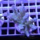 Acropora sp fidji acro7904