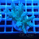 Acropora sp fidji acro7904