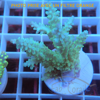 Acropora sp fidji acro8129