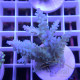 Acropora sp fidji acro8129