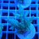 Acropora sp fidji acro8129