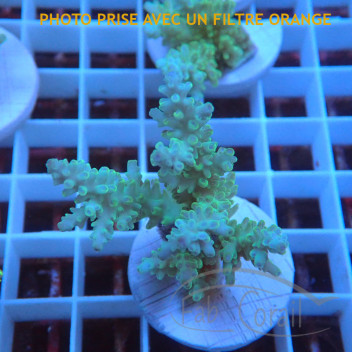 Acropora sp fidji acro8130