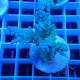 Acropora sp fidji acro8130