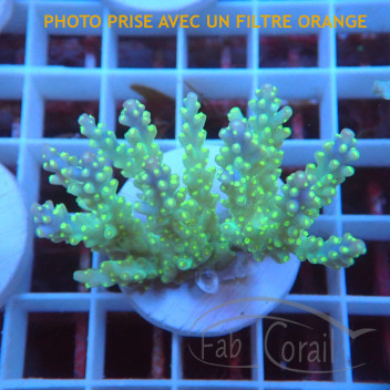 Acropora valida fidji acro8134