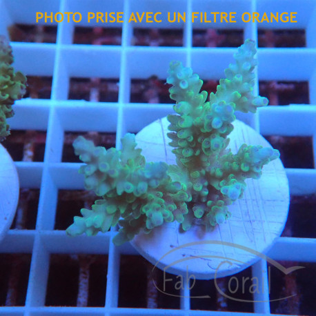 Acropora valida fidji acro8136