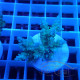 Acropora valida fidji acro8136