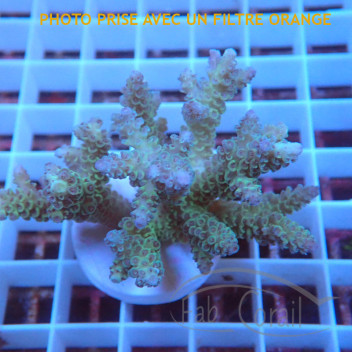 Acropora sp fidji acro8137