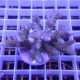 Acropora sp fidji acro8137