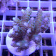 Acropora tenuis fidji acro8138