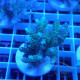 Acropora tenuis fidji acro8138