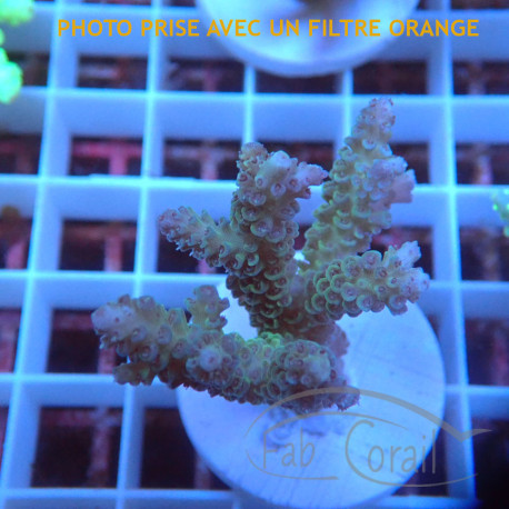 Acropora tenuis fidji acro8139