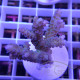 Acropora tenuis fidji acro8139