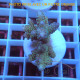 Acropora tenuis fidji acro8140