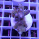 Acropora tenuis fidji acro8140