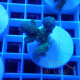 Acropora tenuis fidji acro8141