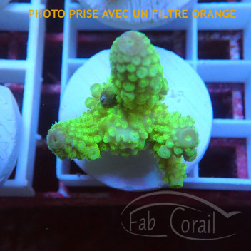 Acropora tenuis fidji acro8142