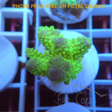 Acropora humilis fidji acro8143