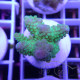 Acropora humilis fidji acro8143