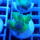 Acropora humilis fidji acro8143