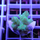 Acropora humilis fidji acro8144