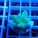 Acropora humilis fidji acro8144