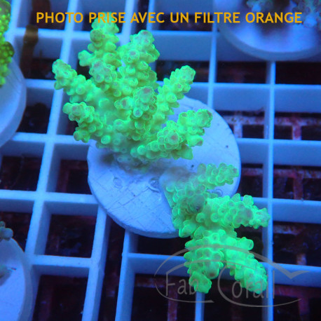 Acropora sarmentosa fidji acro8145