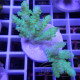 Acropora sarmentosa fidji acro8145