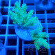 Acropora sarmentosa fidji acro8145