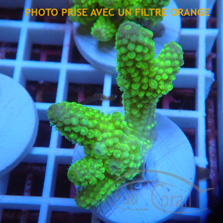 Acropora humilis fidji acro8148