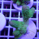 Acropora humilis fidji acro8148